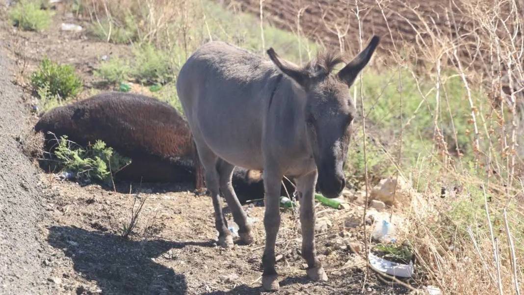 Hatay’da Annesinin Başından Ayrılmayan Sıpaya Sahip Çıkıldı! 3